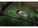 TTArtisan Festbrennweite 500 mm F/6.3 – Fujifilm X-Mount