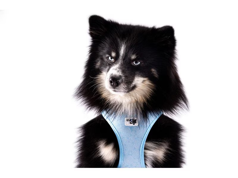 curli Geschirr Vest Air-Mesh 3XS SE24, Airblue