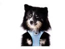 curli Geschirr Vest Air-Mesh 3XS SE24, Airblue