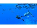 Nintendo Endless Ocean Luminous