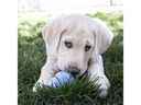 Kong Puppy, Ø 4.5 cm x 7 cm, assortiert