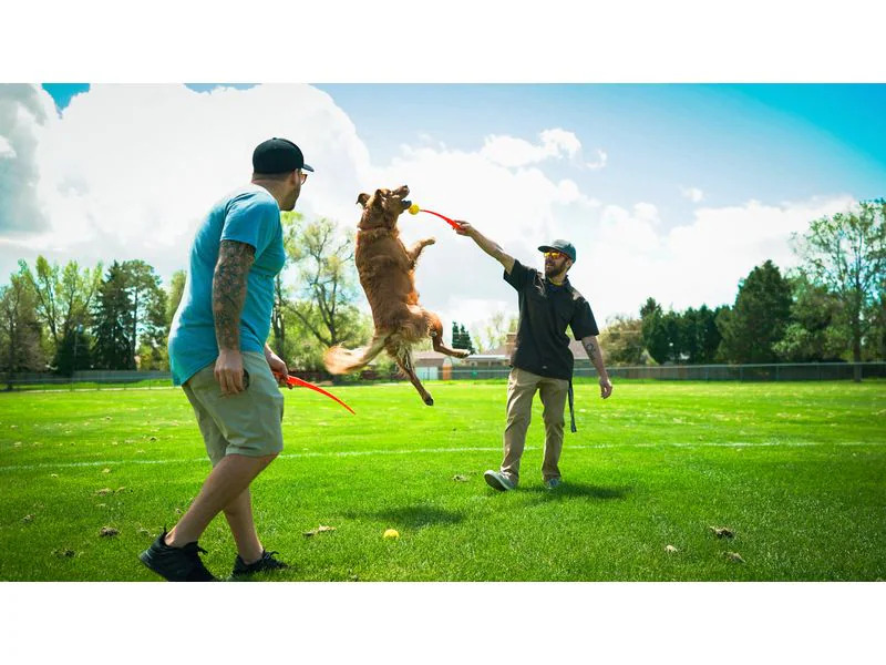 Hunter Hunde-Spielzeug Flingerz Ball mit Launcher, Orange/Gelb