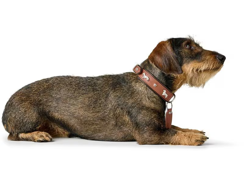 Hunter Teckel-Halsband München 42/S, Rindsleder, Cognac/Schwarz