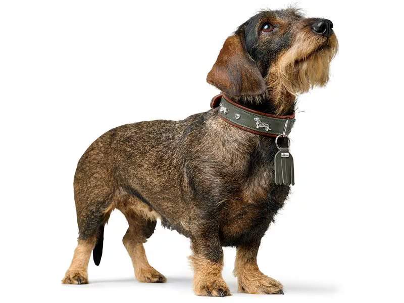 Hunter Teckel-Halsband München 37/XS-S, Rindsleder, Grün/Cognac