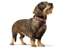 Hunter Teckel-Halsband München 37/XS-S, Rindsleder, Cognac/Schwarz