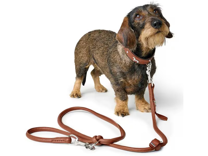 Hunter Teckel-Halsband München 37/XS-S, Rindsleder, Cognac/Schwarz