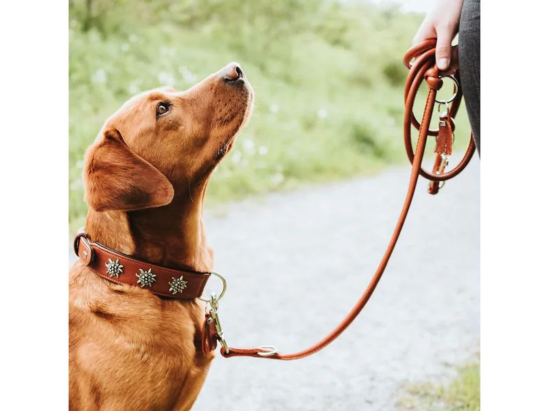 Hunter Halsband München 42/S, Rindsleder, Cognac/Schwarz