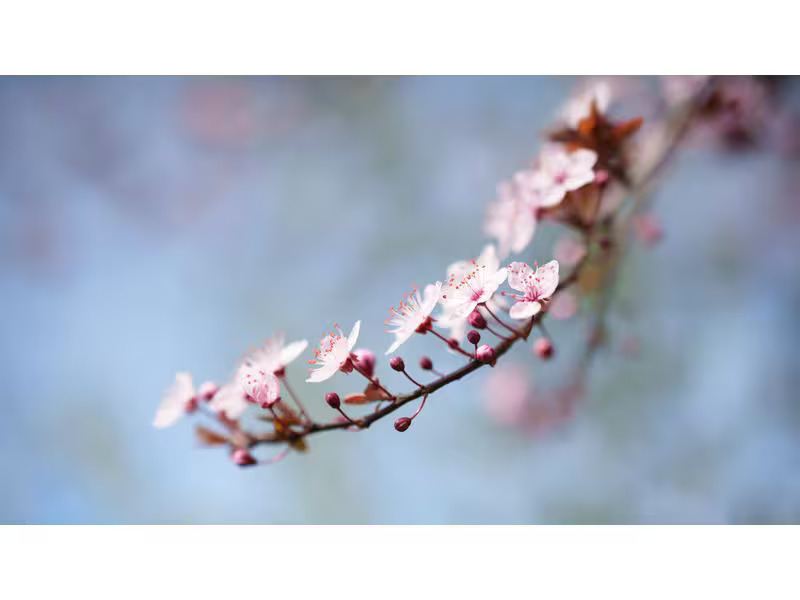 Sigma Festbrennweite 50 mm F/1.2 DG DN – Sony E-Mount