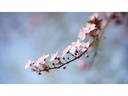 Sigma Festbrennweite 50 mm F/1.2 DG DN – Sony E-Mount