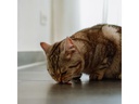 Nobby Katzen-Snack StarSnack Soft Chicken Fillet, 85 g