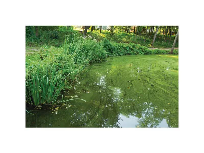 OASE AquaActiv AlGo Greenaway 500 ml