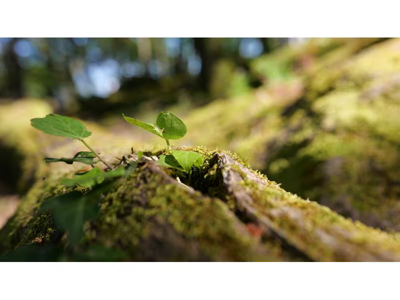 Sigma Zoomobjektiv 28-45mm F/1.8 DG DN Art Sony E-Mount