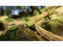 Sigma Zoomobjektiv 28-45mm F/1.8 DG DN Art Sony E-Mount
