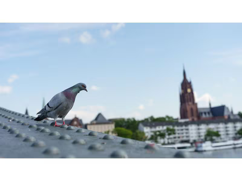 Sigma Zoomobjektiv 28-45mm F/1.8 DG DN Art Sony E-Mount
