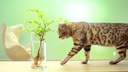 CAT'S BEST Katzenstreu Universal 10 l