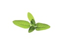 Click and Grow Samen Salbei