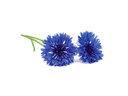 Click and Grow Saatgut Kornblume
