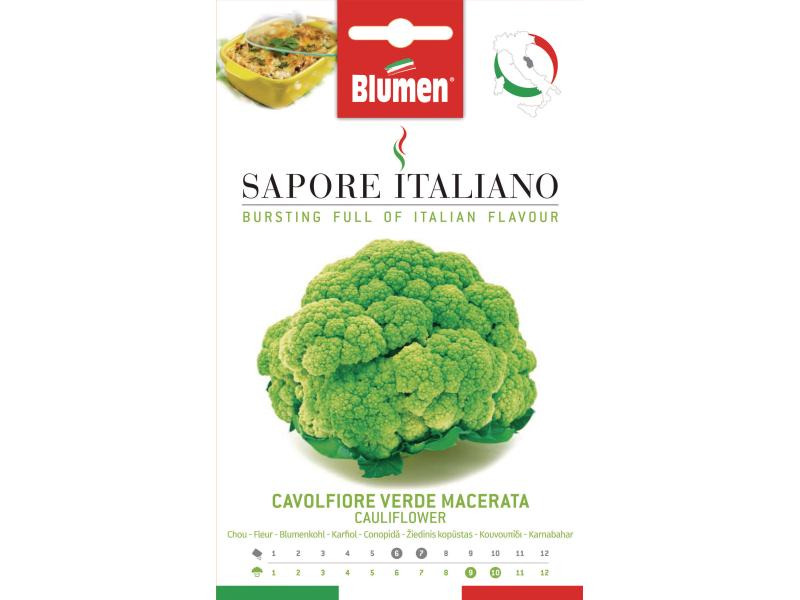 Blumen Samen Blumenkohl Verde Macerata