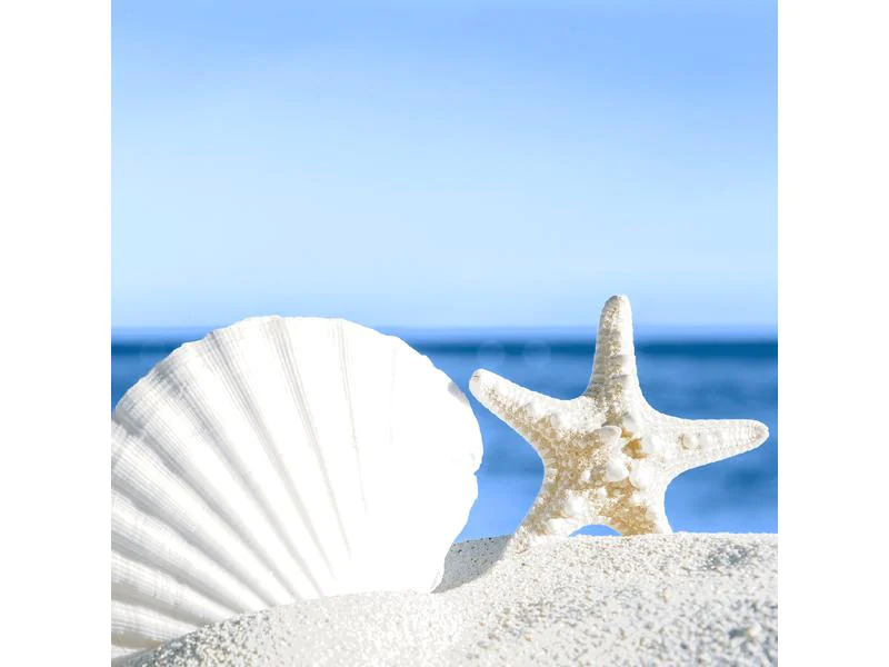 Paper + Design Papierservietten Shells by the sea 33 cm x 33 cm, 20 Stück