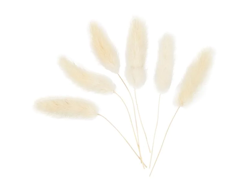 Creativ Company Trockenblumen Federgras 3-7 cm, 6 Stück