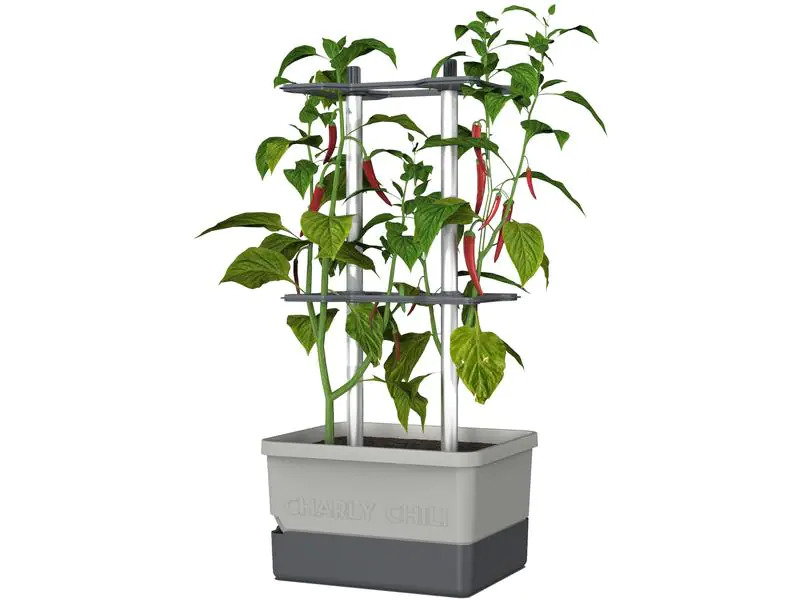 Gusta Garden Pflanzentopf CHARLY CHILI Starterset, Hellgrau