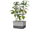 Gusta Garden Pflanzentopf CHARLY CHILI Starterset, Hellgrau