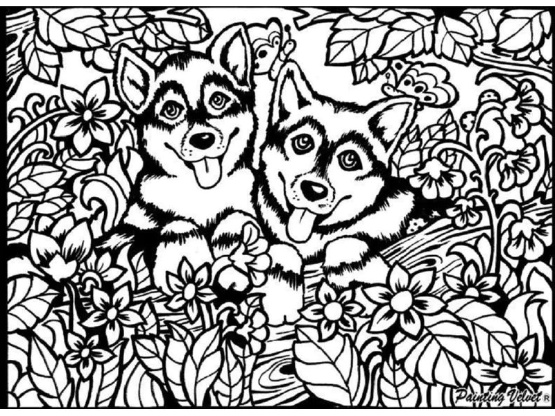 Tataruga Malset Samtbild Huskys A4