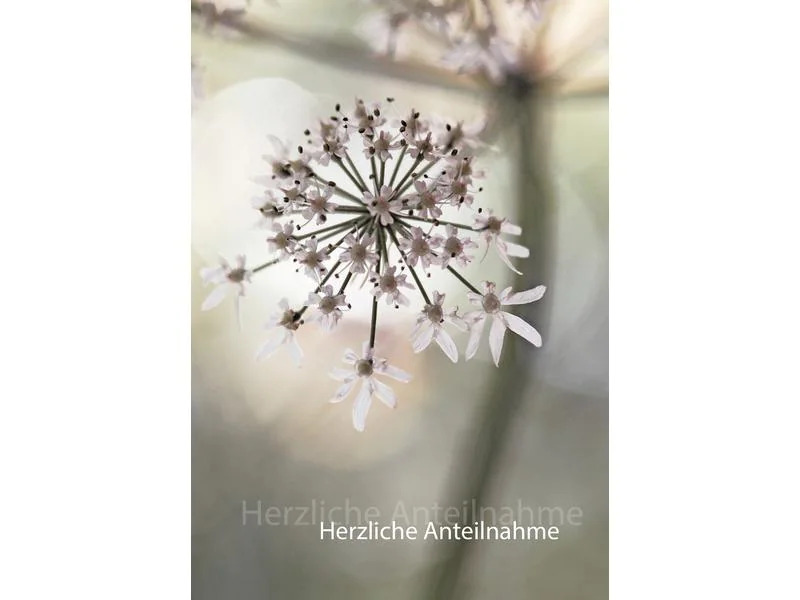 Natur Verlag Trauerkarte Kerbelblüte 17.5 x 12.2 cm