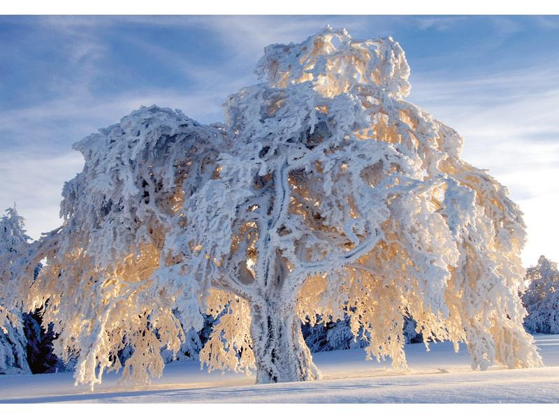 Natur Verlag Motivkarte Baum im Schneegewand 17.5 x 12.2 cm