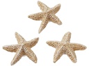 HobbyFun Mini-Utensilien Seestern Set Natur