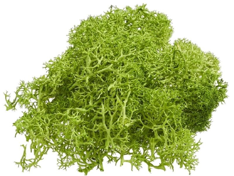 HobbyFun Mini-Utensilien Islandmoos 20g, Grün