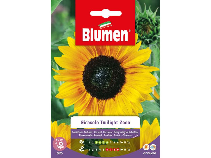 Blumen Saatgut Sonnenblume Twilight Zone