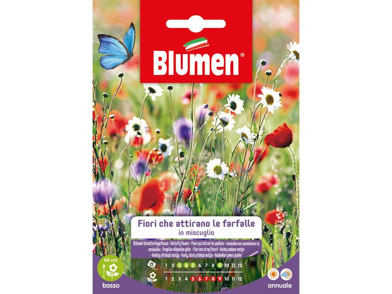 Blumen Saatgut Blühende Schmetterlingspflanzen