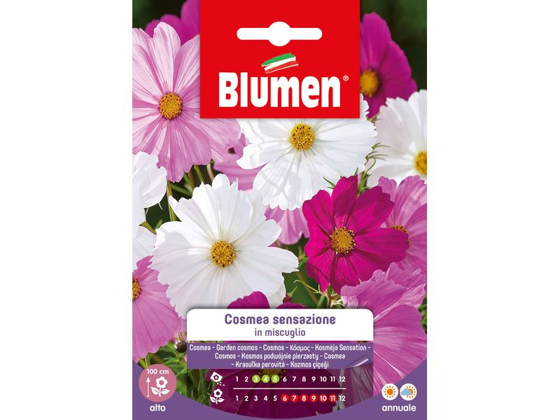 Blumen Saatgut Cosmea Sensazione Mix