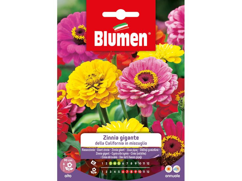 Blumen Saatgut Riesenzinnie California Mix
