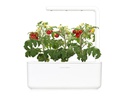 Click and Grow Kräutertopf Smart Garden 3 Weiss