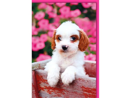 [90119761 1176093] Braun + Company Motivkarte Hundewelpe 11.5 x 17 cm