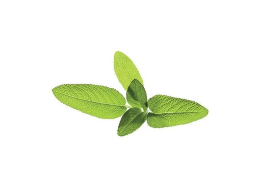 [90122654 570693] Click and Grow Samen Salbei