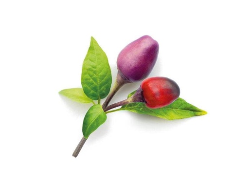 [90134985 709876] Click and Grow Samen Lila Chilli Nachfüllpackung 3er-Set