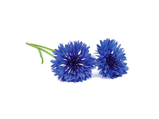 [90138622 570694] Click and Grow Saatgut Kornblume