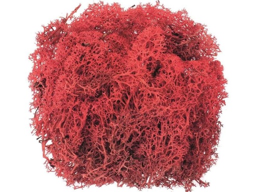 [90148246 1115499] Glorex Moos Island Rot
