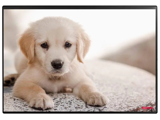 [90151341 886739] Kolma Schreibunterlage Undercover Poster Hund, 50 x 34 cm