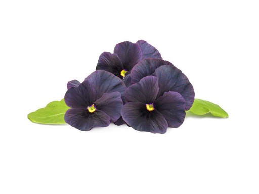 [90156993 996909] Click and Grow Saatgut Schwarzes Stiefmütterchen