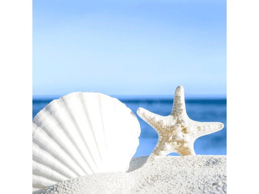 [90169579 1215179] Paper + Design Papierservietten Shells by the sea 33 cm x 33 cm, 20 Stück
