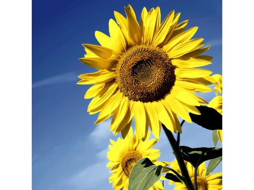 [90172775 1215186] Paper + Design Papierservietten Sunflower Bloom 33 cm x 33 cm, 20 Stück
