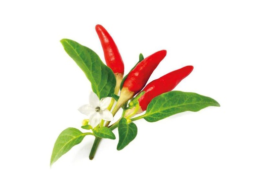 [90185631 996922] Click and Grow Samen Roter scharfer Chili