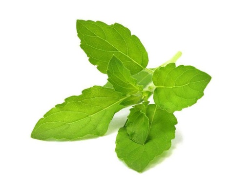 [90185726 996915] Click and Grow Samen Heiliges Basilikum