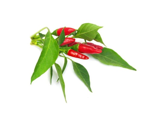 [90193731 996918] Click and Grow Samen Piri Piri Chili