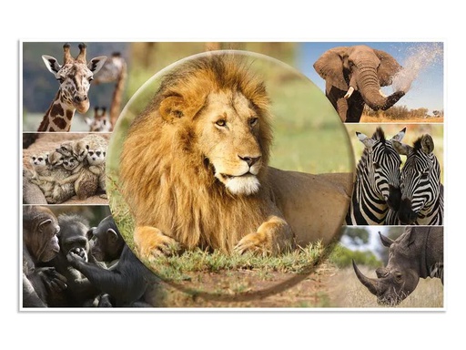 [90030911 1160996] HERMA Schreibunterlage Afrika Tiere 55 x 35 cm
