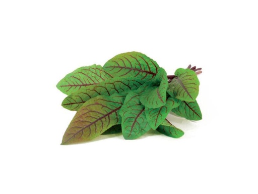 [90003196 429112] Click and Grow Samen Sauerklee